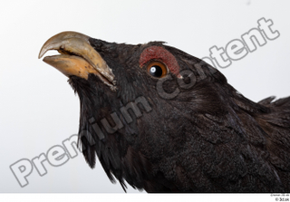 Western capercaillie head 0002.jpg